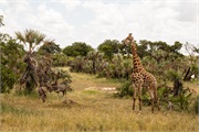 059-052-KrugerOrpenGate