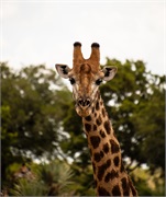 060-053-KrugerOrpenGate
