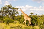 062-084-KrugerOrpenGate