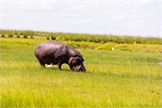 084-015-ToChobe-Cruise