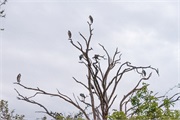088-002-Chobe_1stDrive