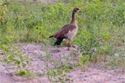 089-009-Chobe_1stDrive