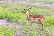 090-016-Chobe_1stDrive