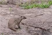 091-022-Chobe_1stDrive