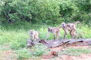 093-026-Chobe_1stDrive