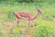 094-028-Chobe_1stDrive