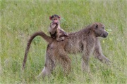 096-036-Chobe_1stDrive