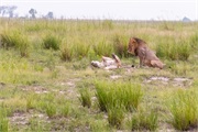 098-051-Chobe_1stDrive