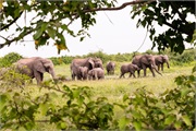 099-062-Chobe_1stDrive