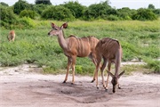 100-063-Chobe_1stDrive