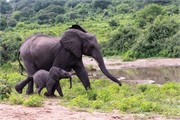 101-069-Chobe_1stDrive