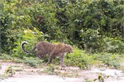 102-007-Chobe2ndDrive