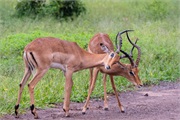 104-033-Chobe2ndDrive