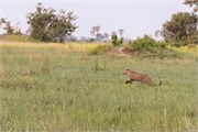 106-005-Okavango-2ndDrive
