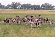110-016-Okavango-2ndDrive