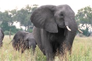 111-018-Okavango-2ndDrive