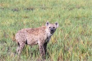 114-034-Okavango-2ndDrive