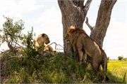 118-013-Okavango-2ndDriveLions