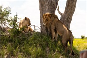 119-054-Okavango-2ndDrive