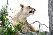 120-055-Okavango-2ndDrive