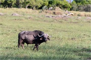 125-008-OkavangoDelta3