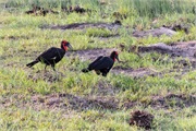 126-010-OkavangoDelta3