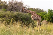 127-012-OkavangoDelta3