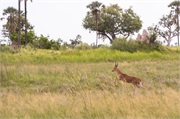 128-015-OkavangoDelta3