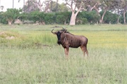 130-009-OkavangoDelta4