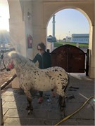 081-092-Doha_Qatar