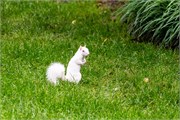 001-WhiteSquirril