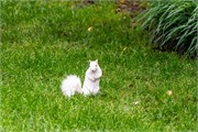002-WhiteSquirril