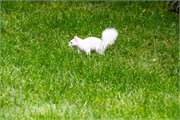 003-WhiteSquirril