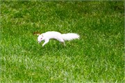 004-WhiteSquirril