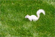 005-WhiteSquirril