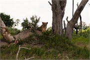 001-Okavango-2ndDriveLions