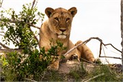 007-Okavango-2ndDriveLions