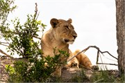 008-Okavango-2ndDriveLions