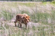 010-Okavango-2ndDriveLions