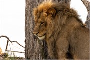 014-Okavango-2ndDriveLions