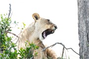015-Okavango-2ndDriveLions