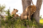 016-Okavango-2ndDriveLions