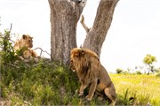 019-Okavango-2ndDriveLions