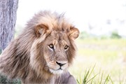 022-Okavango-2ndDriveLions