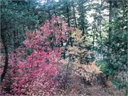 006-TimpanogosCave