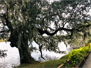 025-MagnoliaGdns