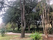 011-Columbia_Walk