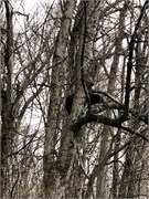003-Skyline_Drive