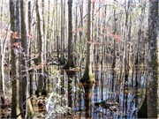 003-CongareeNatlPrk