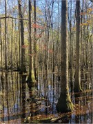 004-CongareeNatlPrk